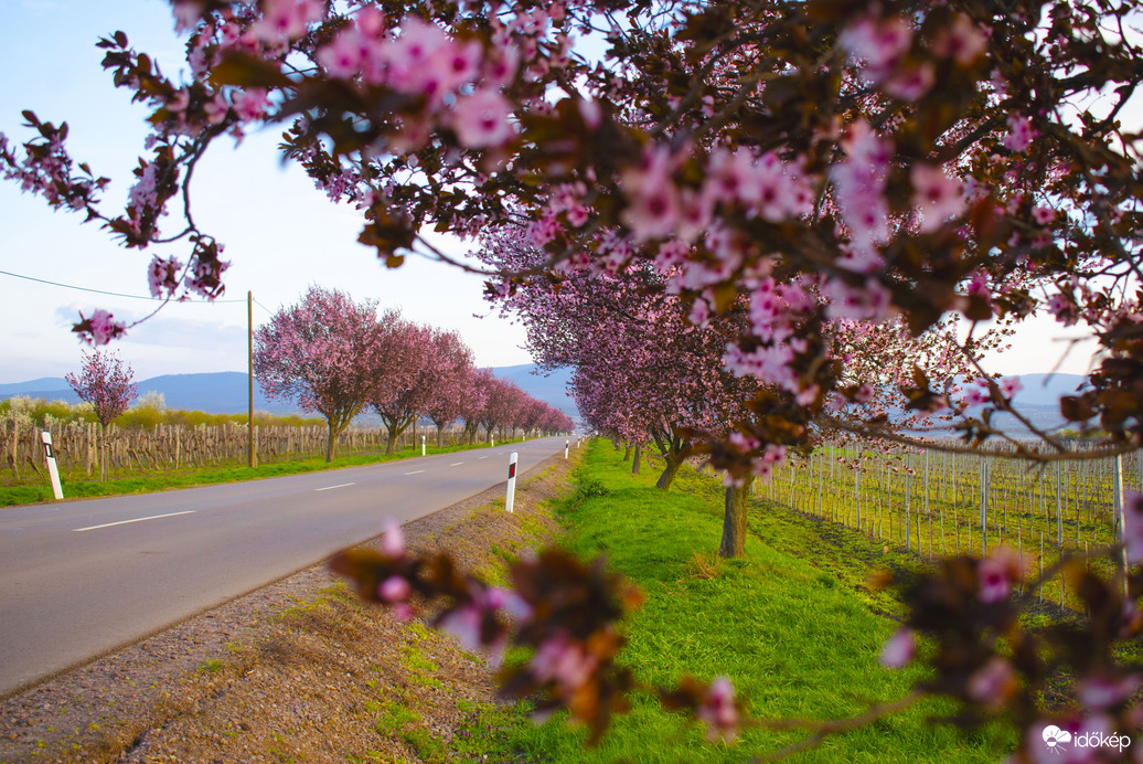 Virágzó út a Mátra lábánál
