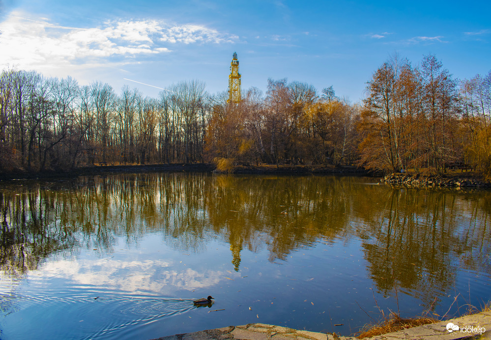 Kacsa a tükörsima vízen