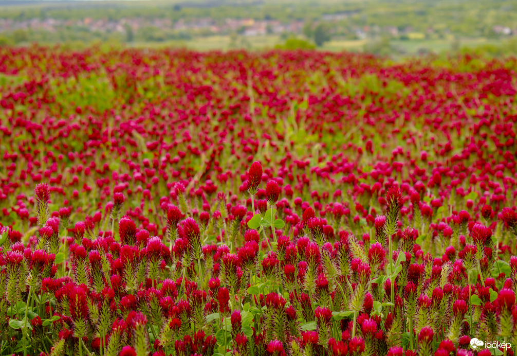 Tengernyi bíborhere