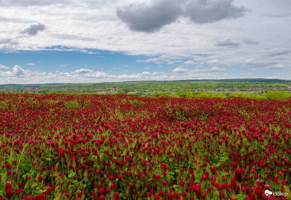 Tengernyi bíborhere