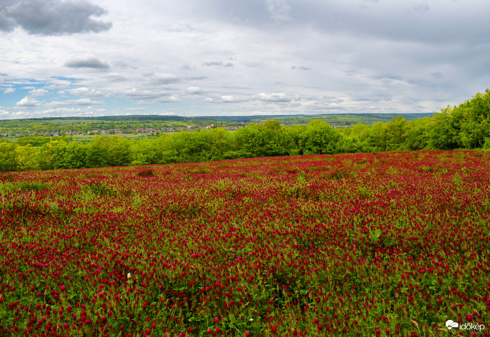 Tengernyi bíborhere