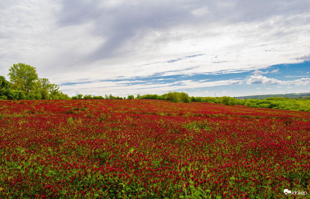 Tengernyi bíborhere