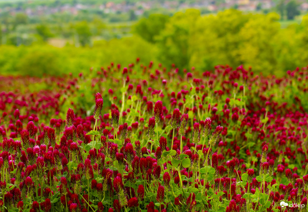 Tengernyi bíborhere