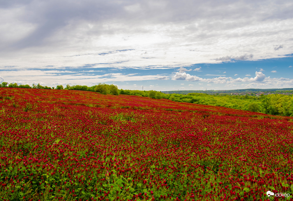 Tengernyi bíborhere