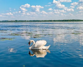 A Tisza-tó természeti kincsei