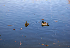 Első tavaszias napon Sástón