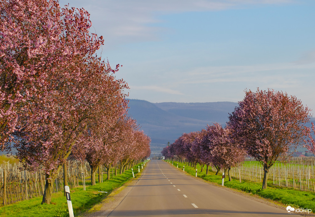 Virágzó út a Mátra lábánál