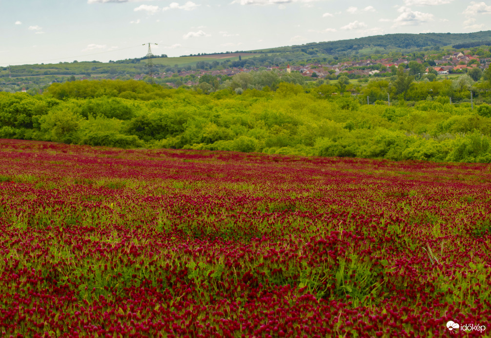 Tengernyi bíborhere