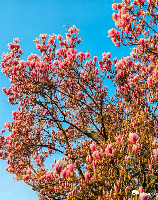 Megjött a tavasz 