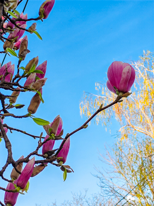 Megjött a tavasz 