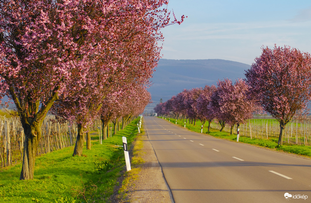 Virágzó út a Mátra lábánál
