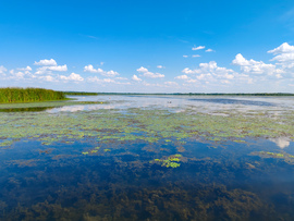 A Tisza-tó természeti kincsei