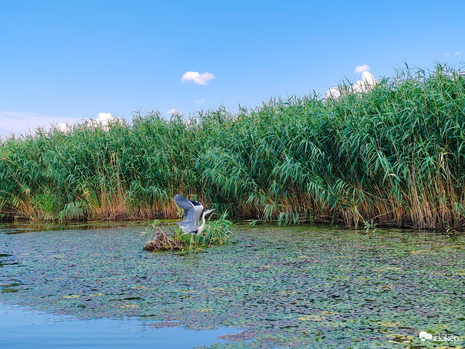 A Tisza-tó természeti kincsei