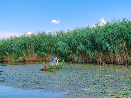 A Tisza-tó természeti kincsei
