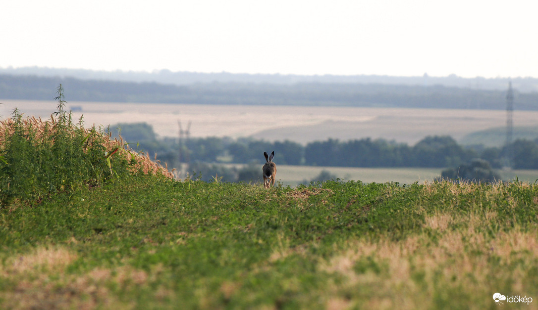 Pamacs és fülek :)
