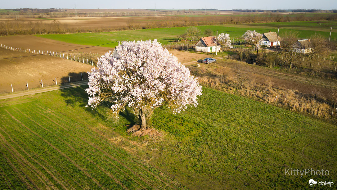 Még mindig a perkátai mandulafa