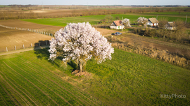 Még mindig a perkátai mandulafa