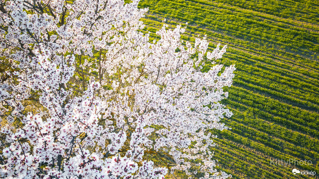 Perkátai mandulafa IV.