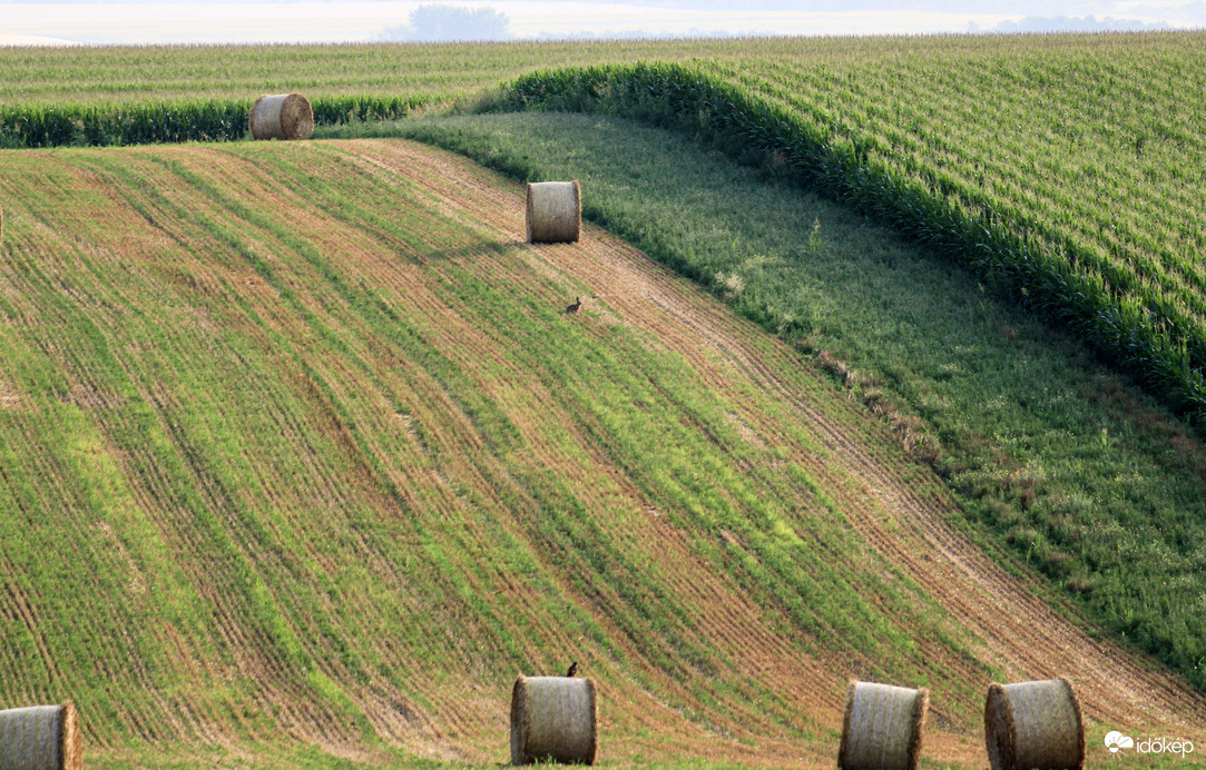 Kár, hogy messze voltak