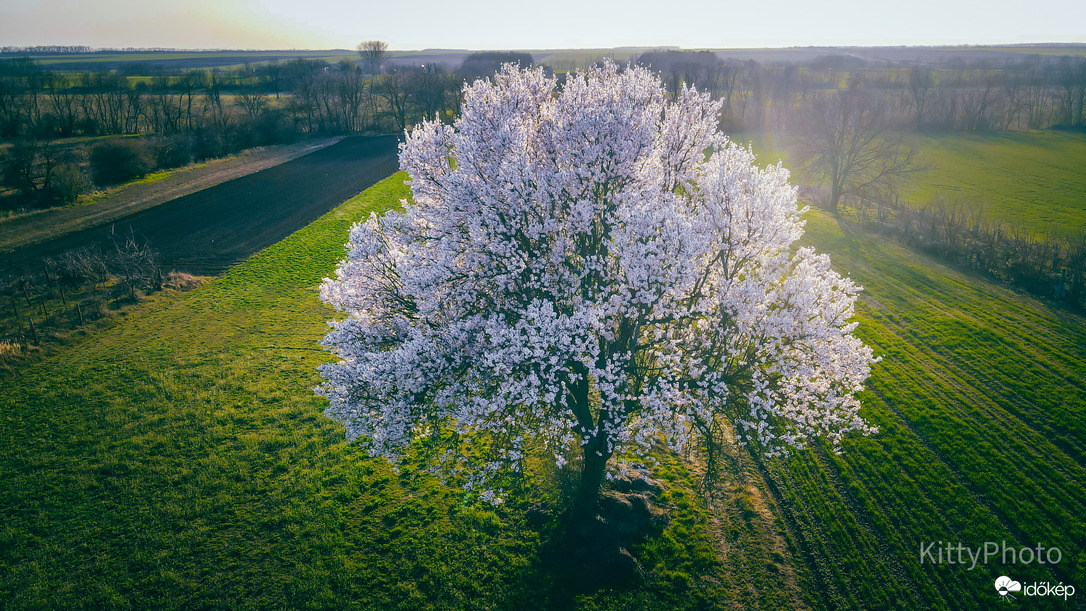 Perkátai mandulafa III.