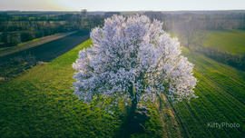 Perkátai mandulafa III.