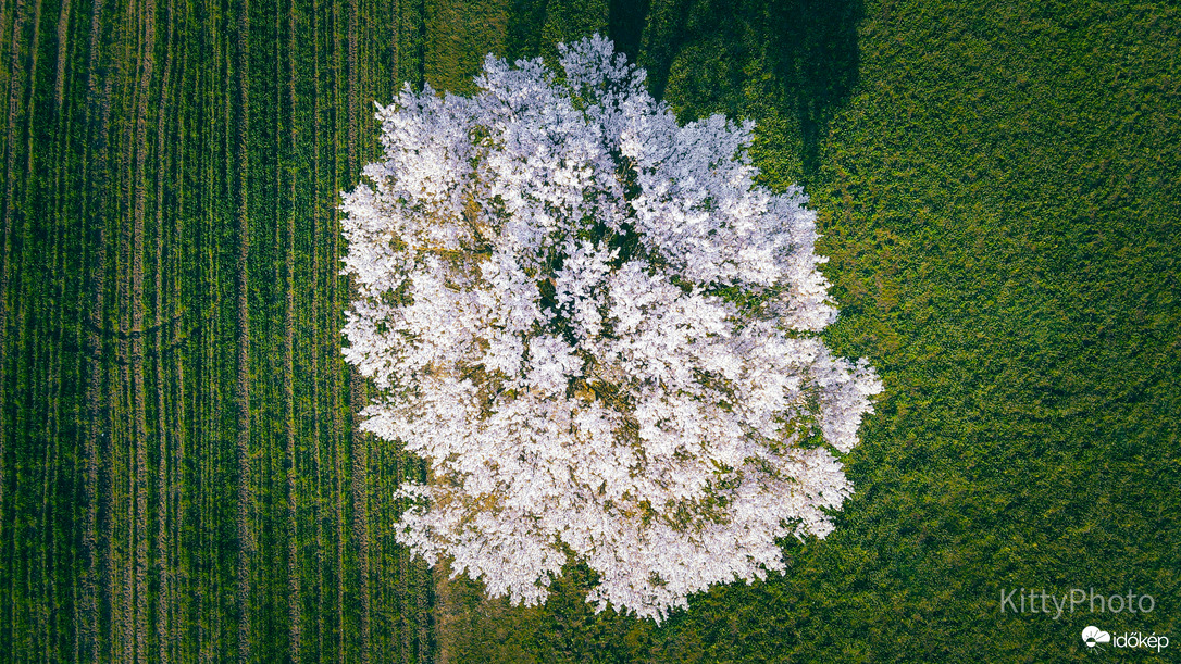 Perkátai mandulafa II.