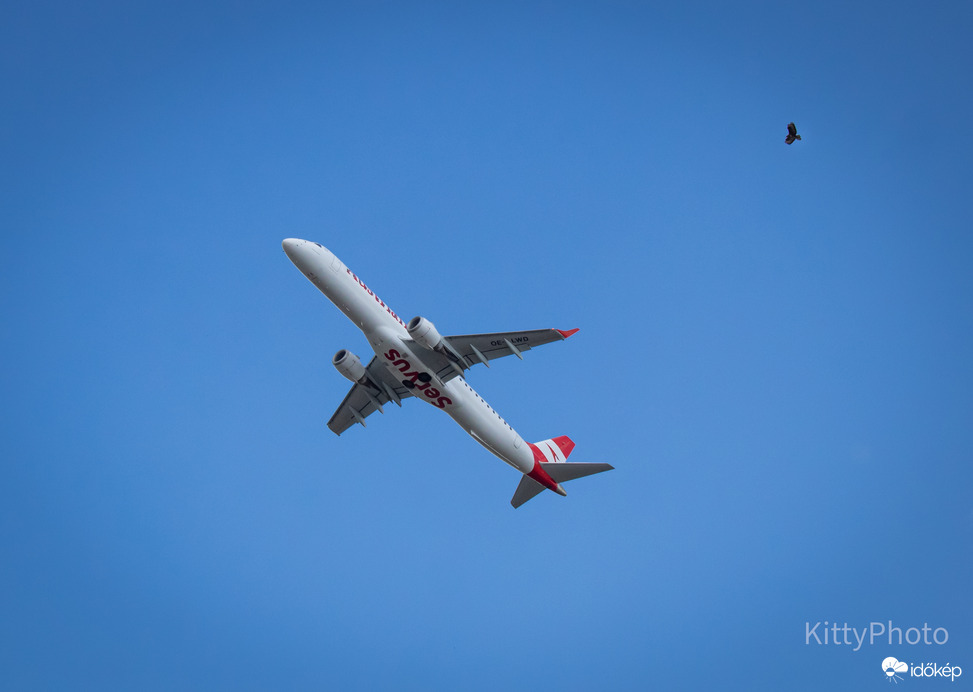 Egerészölyv és az Austrian Airlines 