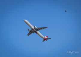 Egerészölyv és az Austrian Airlines 