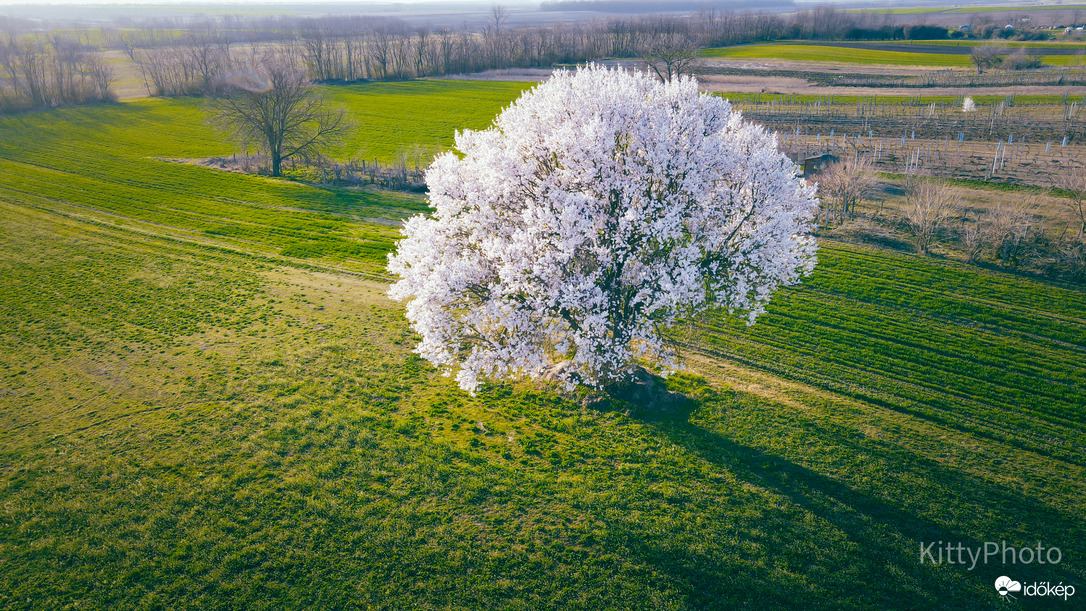Perkátai mandulafa I.