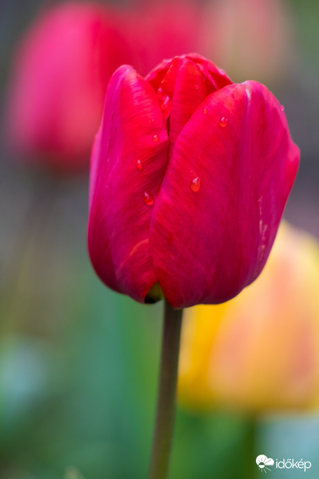 Esőcsepp a tulipánon