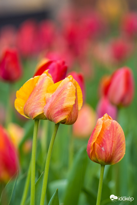 A szürkeség ellenére is 