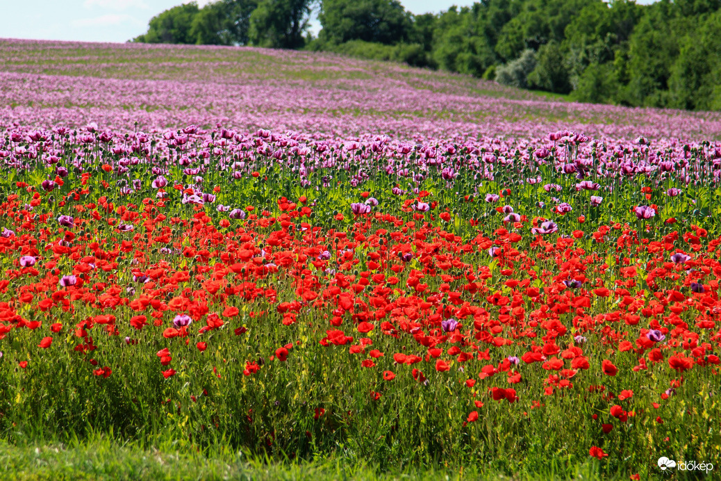Mák és pipacs tenger