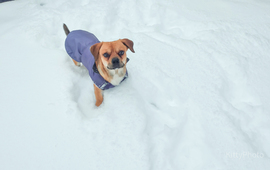 Sunny és a hatalmas hó