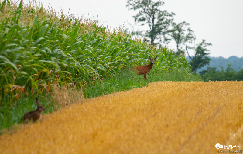 Egy soha vissza nem térő pillanat