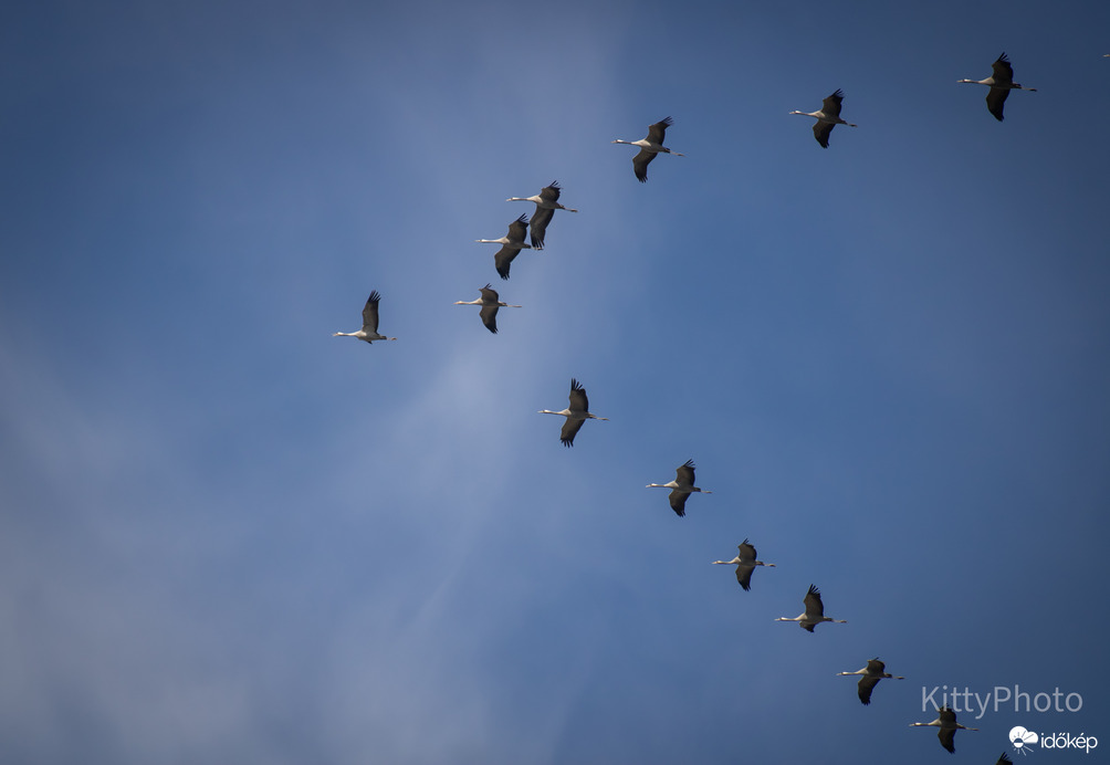 Perkáta felett a darvak II.