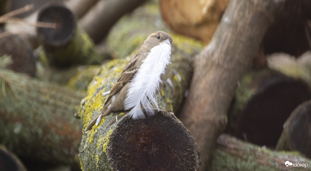 Kisveréb nagy tollal 