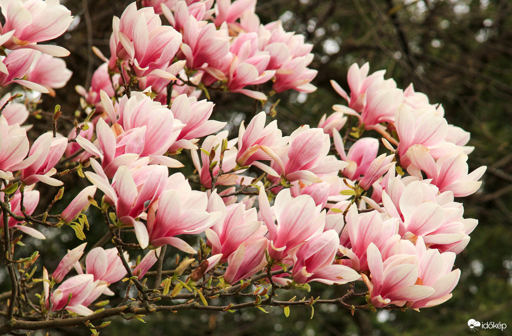 Perkátai magnóliafa