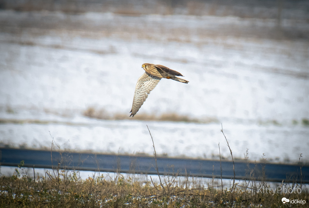 Vörös vércse vadászott