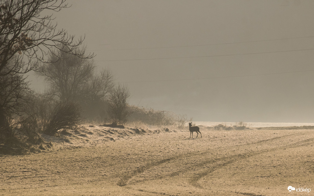 Reggeli fények és egy őz