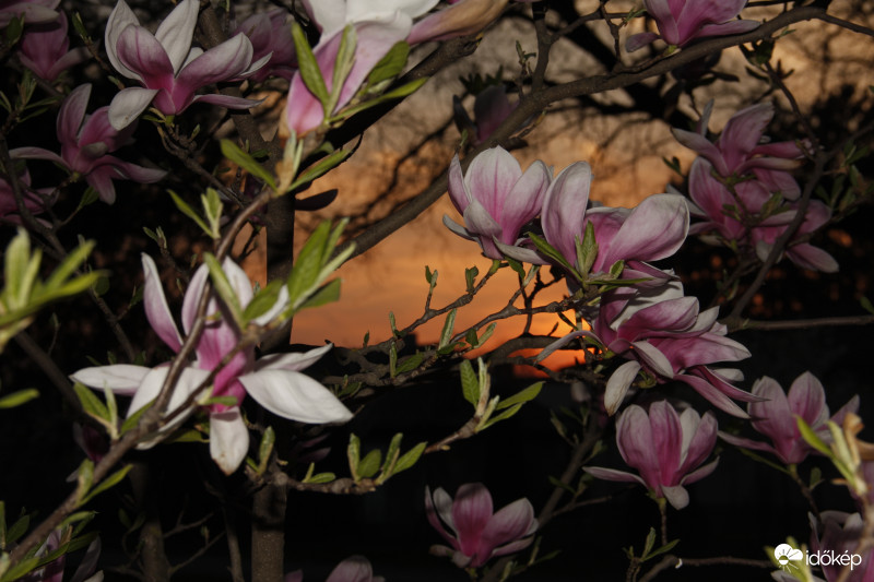 Naplementés magnólia