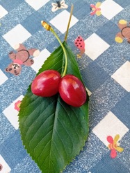 Ikercserkó :)