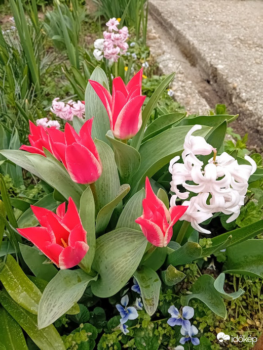 Csak eljött  a tavasz :)