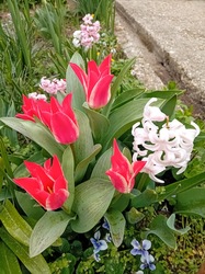 Csak eljött  a tavasz :)