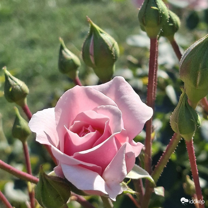 Rügyfakadás szeptemberben