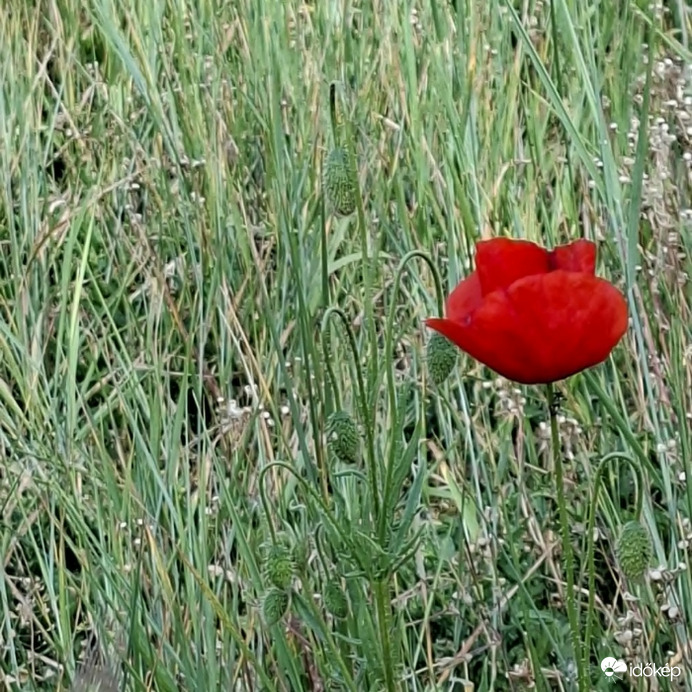 Korai nyár