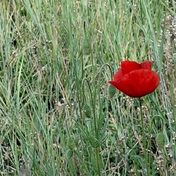 Korai nyár