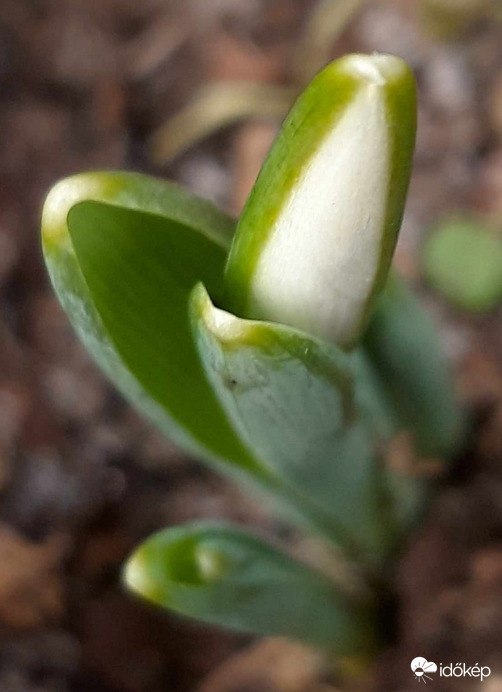 Ki várt engem a kertben?