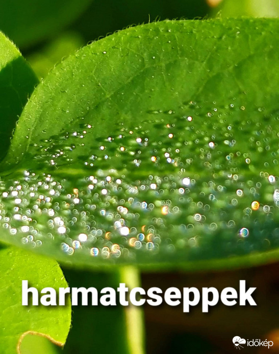 Gyöngyszemek a kertemből