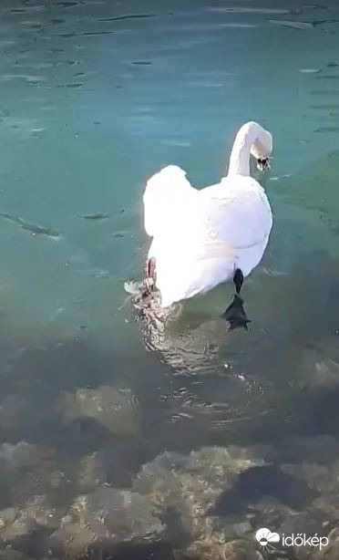 Neked mit üzen? Még a hattyű is...