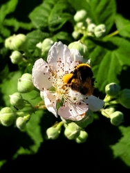 Honey 